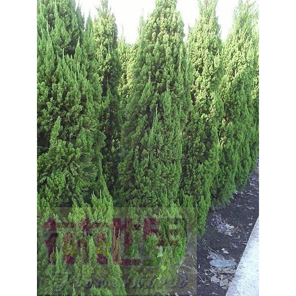 花花世界-庭園造景植物*龍柏*-繞龍柏-螺絲柏/高約3尺/植株強健 樹姿優美/MA*無法超取* | 蝦皮購物