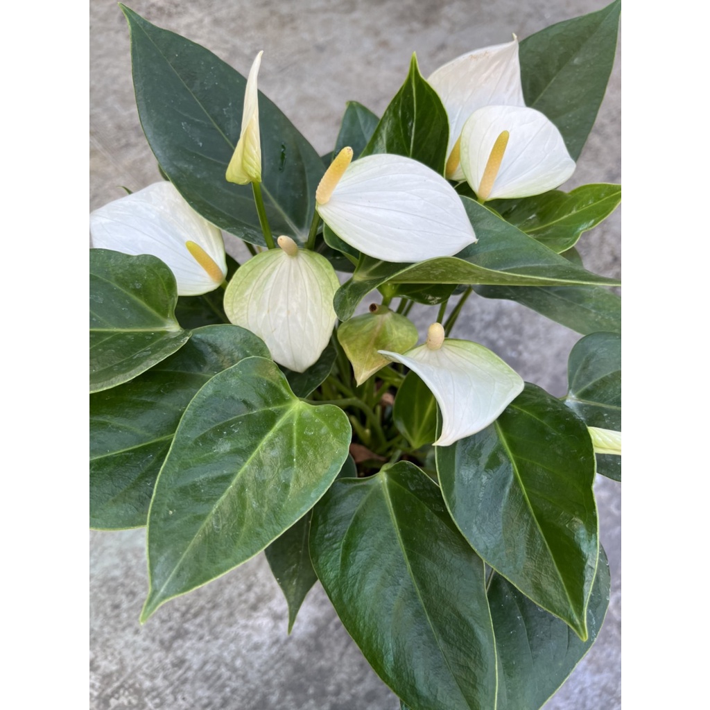 植系青屬-白花火鶴/白天使火鶴/觀花開花植物/室內植物/五吋盆 | 蝦皮購物