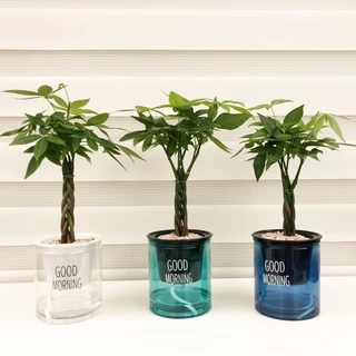 【一畝禾】現貨 編織發財樹 發財樹 馬拉巴栗 美國土豆 免澆水盆栽 室內植物 觀葉植物 盆栽 辦公室盆栽 懶人盆栽 吸水