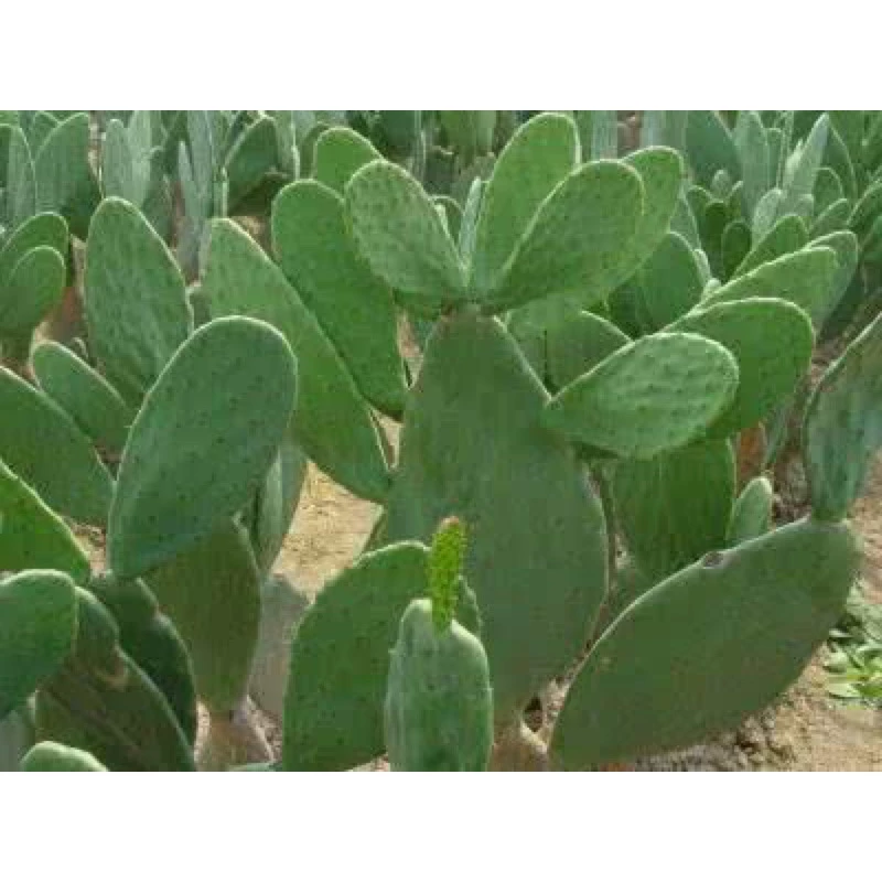 米邦塔食用仙人掌側芽，團扇型多肉植物15-20公分露天養殖