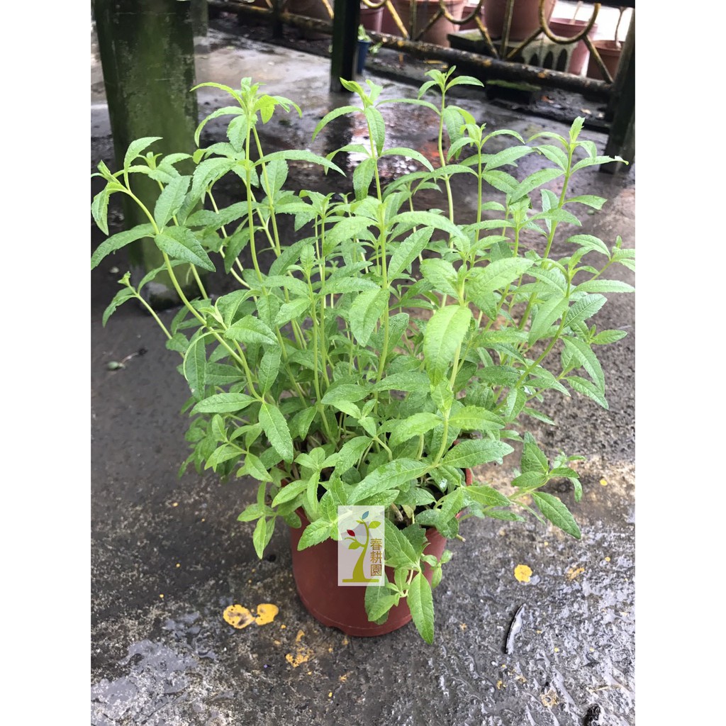 檸檬馬鞭草5吋盆/ 香草植物 / 香料植物-春耕種苗園 | 蝦皮購物