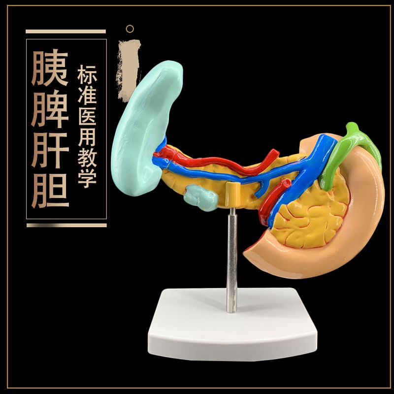 ♥ 病變胰脾肝膽十二指腸模型病理標本胰脾肝膽人體器官解剖教學模型 | 蝦皮購物