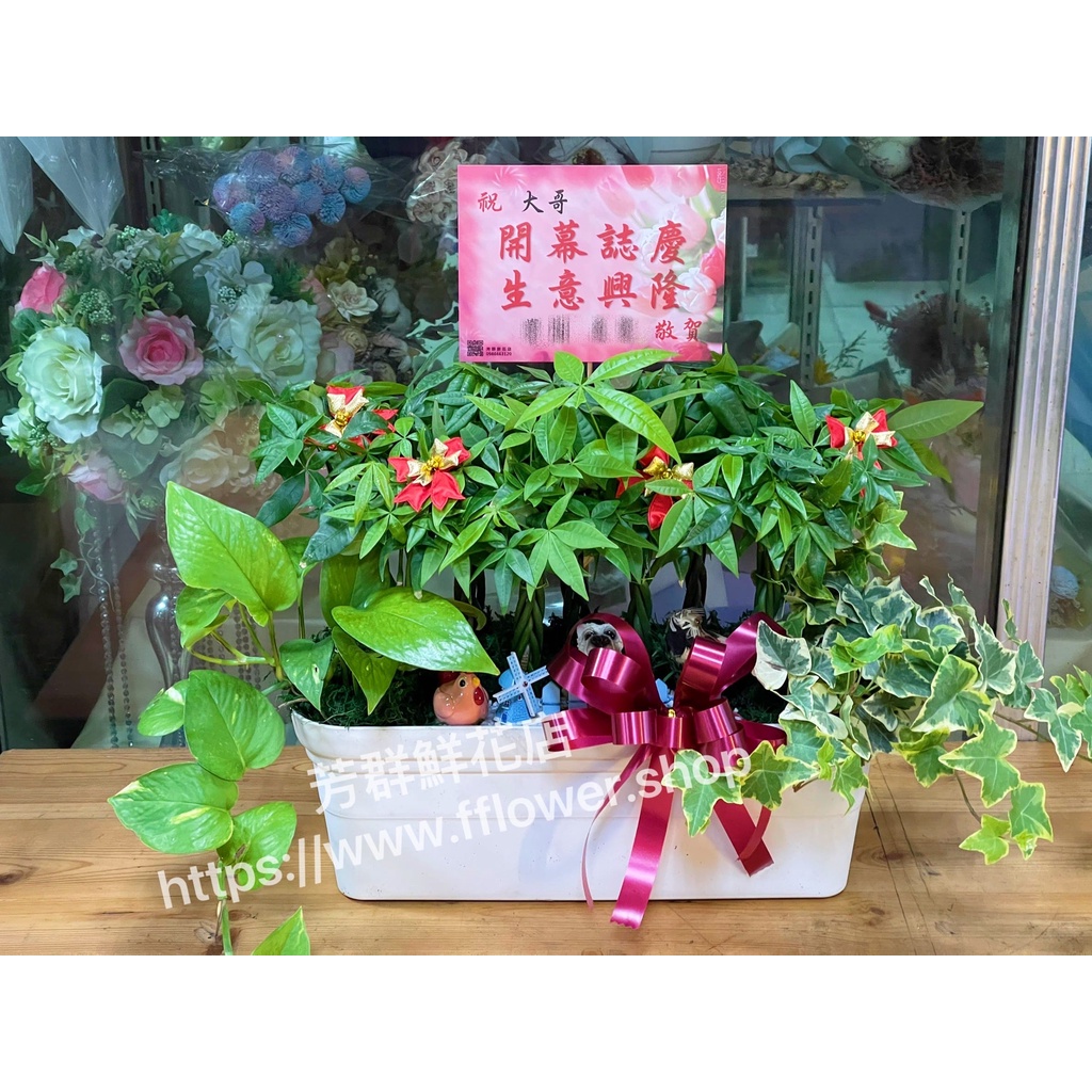 【芳群鮮花店】🌳桌上型發財樹🌳全省配送｜開運｜開幕｜新居落成｜公司喬遷｜榮陞[B14] | 蝦皮購物