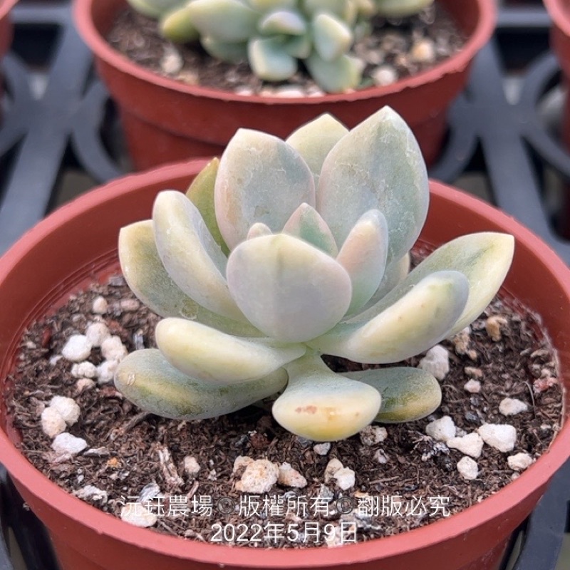 沅鈺農場多肉植物東美人錦（露養植物輕微曬傷） | 蝦皮購物