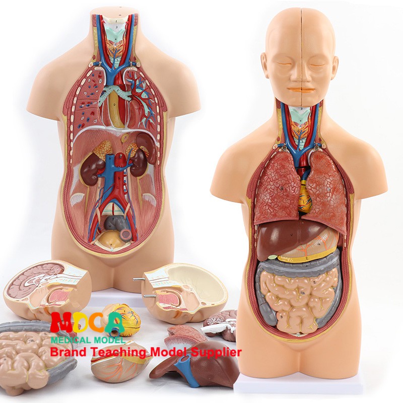 45cm拆解12部件無性人體軀干內臟解剖模型肝腸胃醫學教學 MQG102