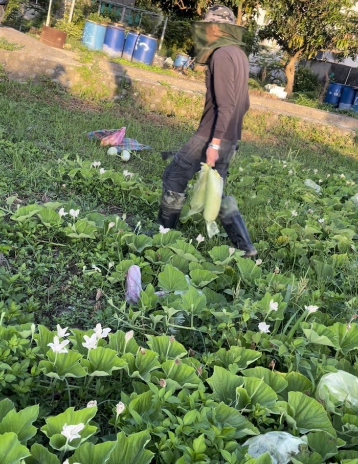 台灣生產製造瓠瓜(胡瓜)絲條/干瓢卷 瓠瓜絲 瓠瓜乾 蒲瓜 傳統食材 浦瓜 瓠瓜 包壽司 酸菜豬肚蒲阿結湯(胡瓜 | 蝦皮購物