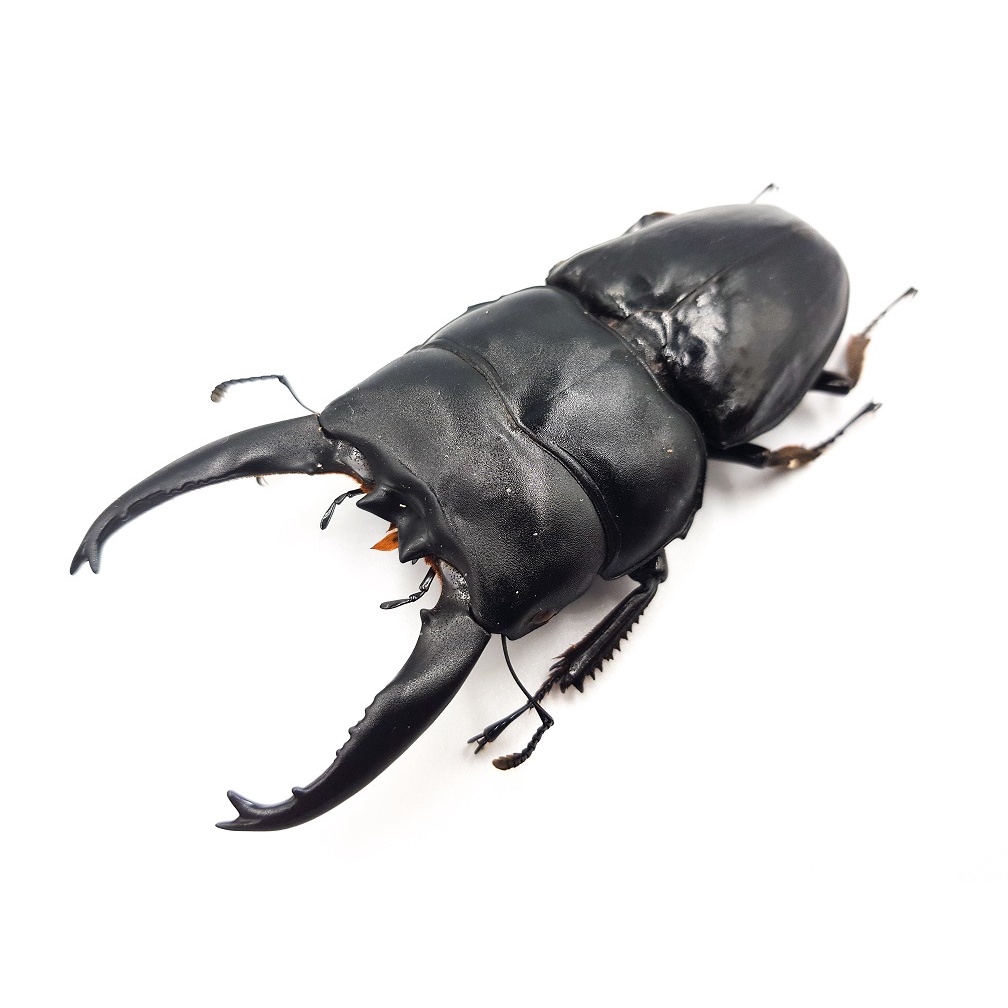 黃金蟲蘭網路商店】寬扁鍬形蟲Dorcus alcides(長牙) 90~92mm 單公標本| 蝦皮購物 黃金蟲蘭網路商店】寬扁鍬形蟲Dorcus alcides(長牙) 90~92mm 單公標本| 蝦皮購物
