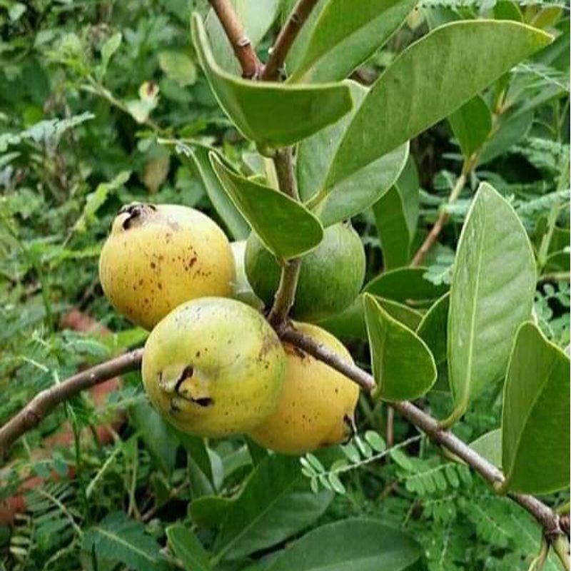 実、花付き！台湾グアバ取木苗木(特大) 番石榴 芭乐バンシル