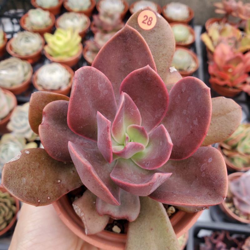 景天Echeveria #28 紅旭鶴 3吋 多肉植物