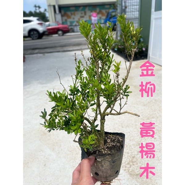 ☆綠霖園藝☆雀舌金柳小葉黃楊木觀賞植物/水果樹苗/新興果樹/果苗/嫁接