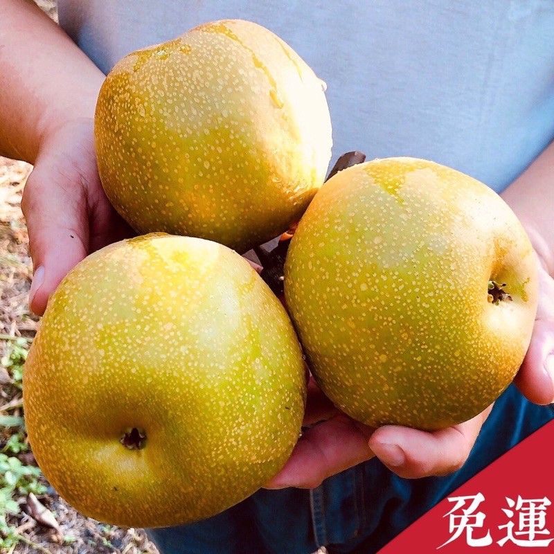 【老家果物 】苗栗卓蘭 l 香甜爆汁 l 產銷履歷 l 新興梨 l 水梨 l 新興梨高接甘露禮盒中秋節送禮 | 蝦皮購物