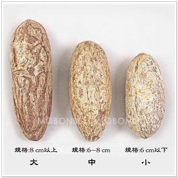 摩邦比】千眼菩提子原籽(大8cm以上) 菩提樹果實觀音眼千手觀音 摩邦比】千眼菩提子原籽(大8cm以上) 菩提樹果實觀音眼千手觀音