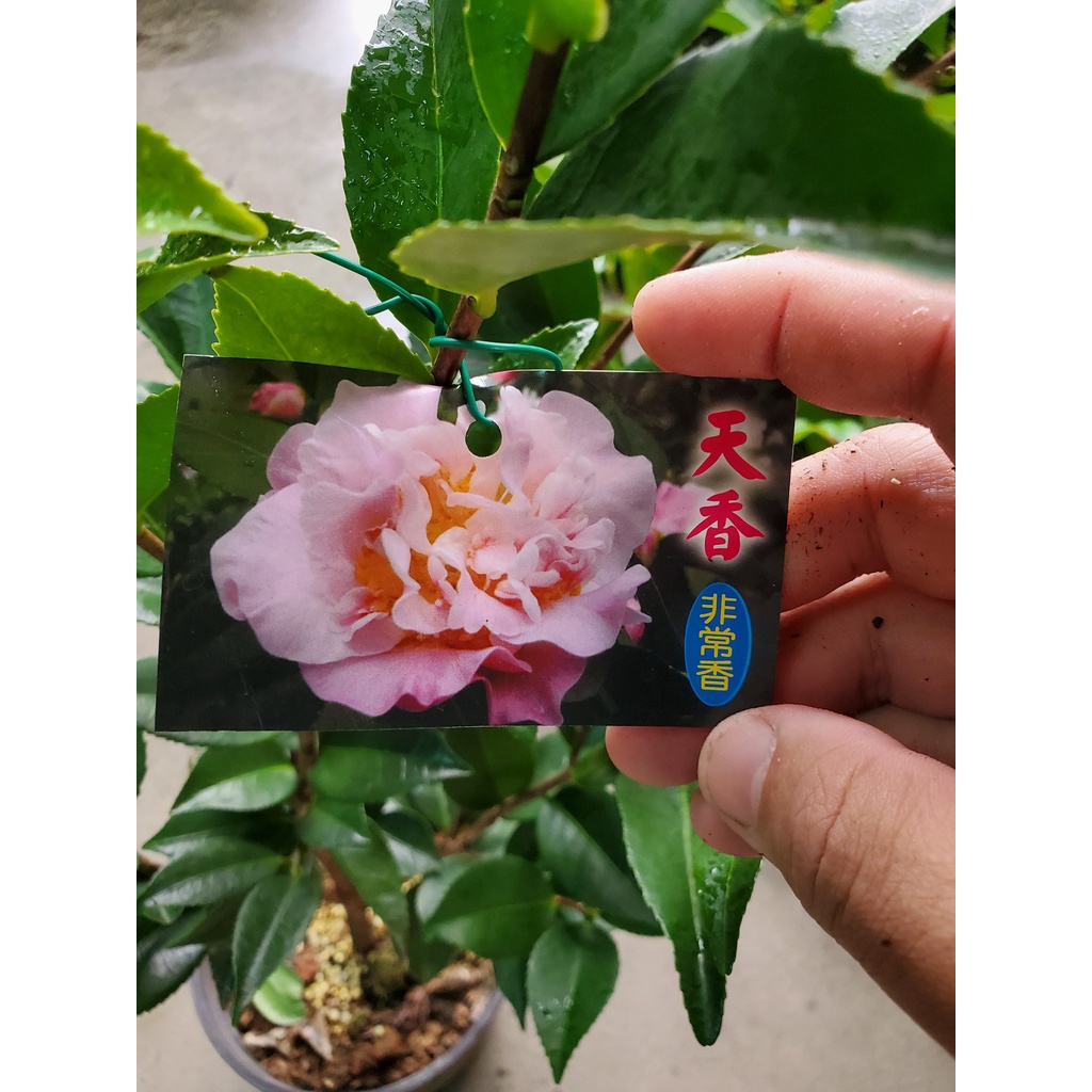 李家果苗 天香 茶花 6吋盆 中輪至大輪 牡丹花型 有香味 高度40-50公分 特價300元 | 蝦皮購物