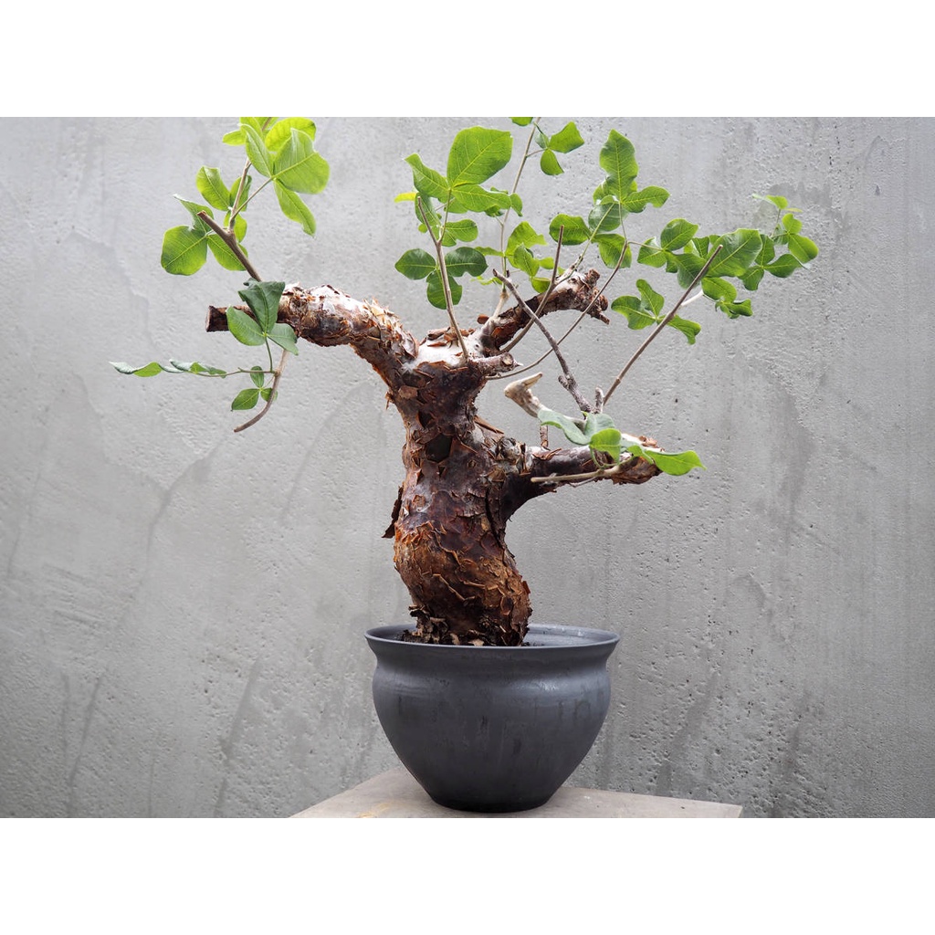 塊根植物 Commiphora orbicularis Commiphora orbicularis 種子