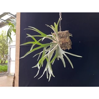 晴花鹿苑鹿角蕨專賣, 線上商店| 蝦皮購物