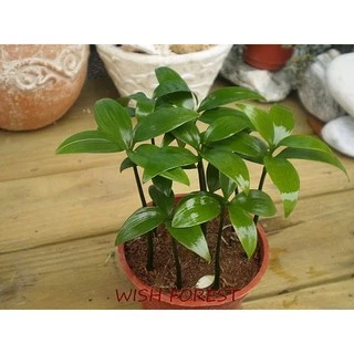 WISH FOREST【觀葉植物。竹柏】~~日式招財避邪植栽~~耐陰性佳~辦公室盆栽小品~