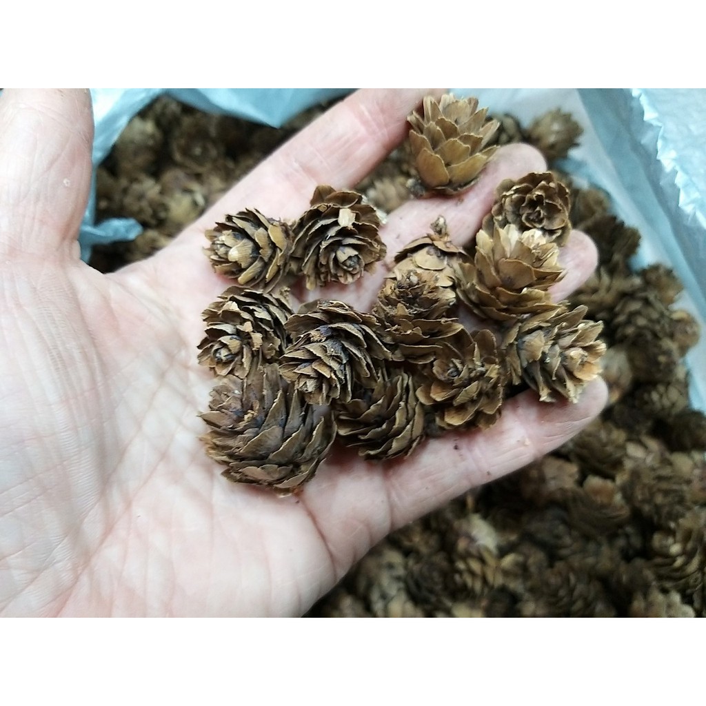 【台灣現貨速發】聖誕節 迷你松果 毬果 羽松｜1-4公分｜一個6元 ｜乾花素材 毬果 聖誕圈 | 蝦皮購物