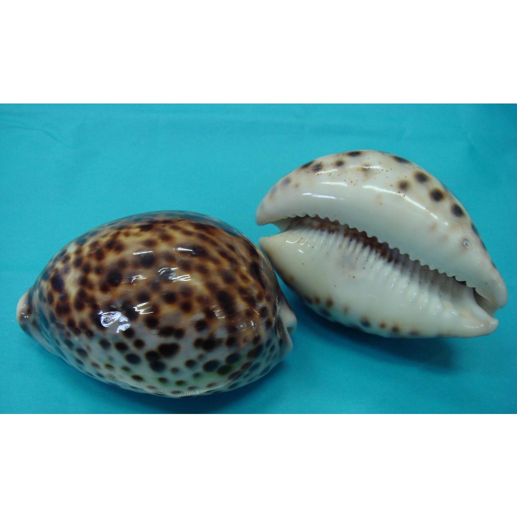 SHELL23】黑星寶螺(3.5