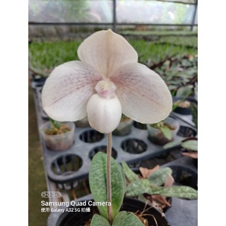 字芫蘭園】Paph.niveum x hangianum拖鞋蘭| 蝦皮購物