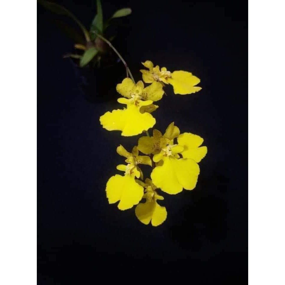 🌸八色鳥蘭園🌸蘭花品種:《西瓜皮文心Oncidium onustum》 限量 | 蝦皮購物