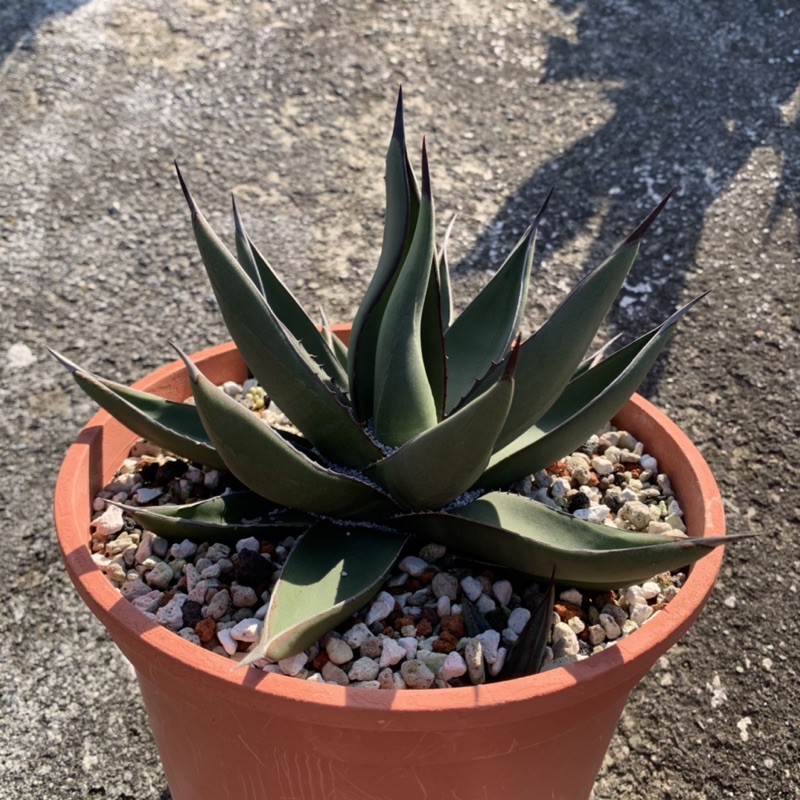 曲葉三十三間堂 側芽 龍舌蘭 Agave 三十三 間堂