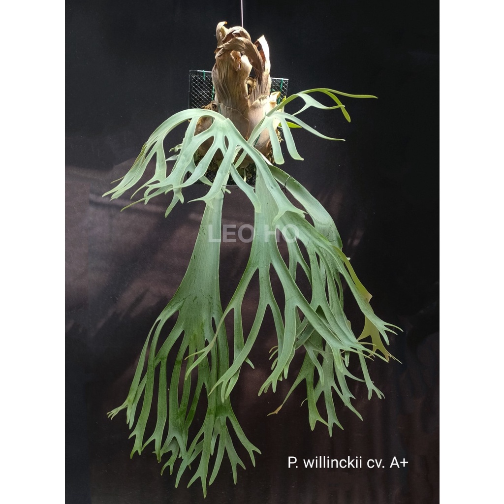 P. willinckii cv. Igdrasil (sporelings) - インテリア小物