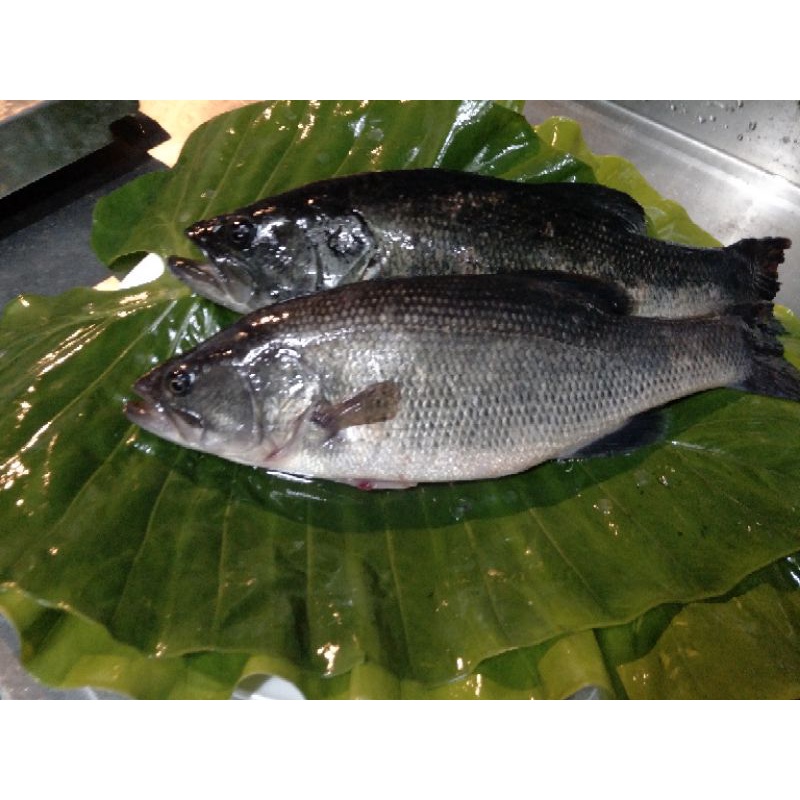 山泉鱸魚.高山鱸.泉水鱸 | 蝦皮購物