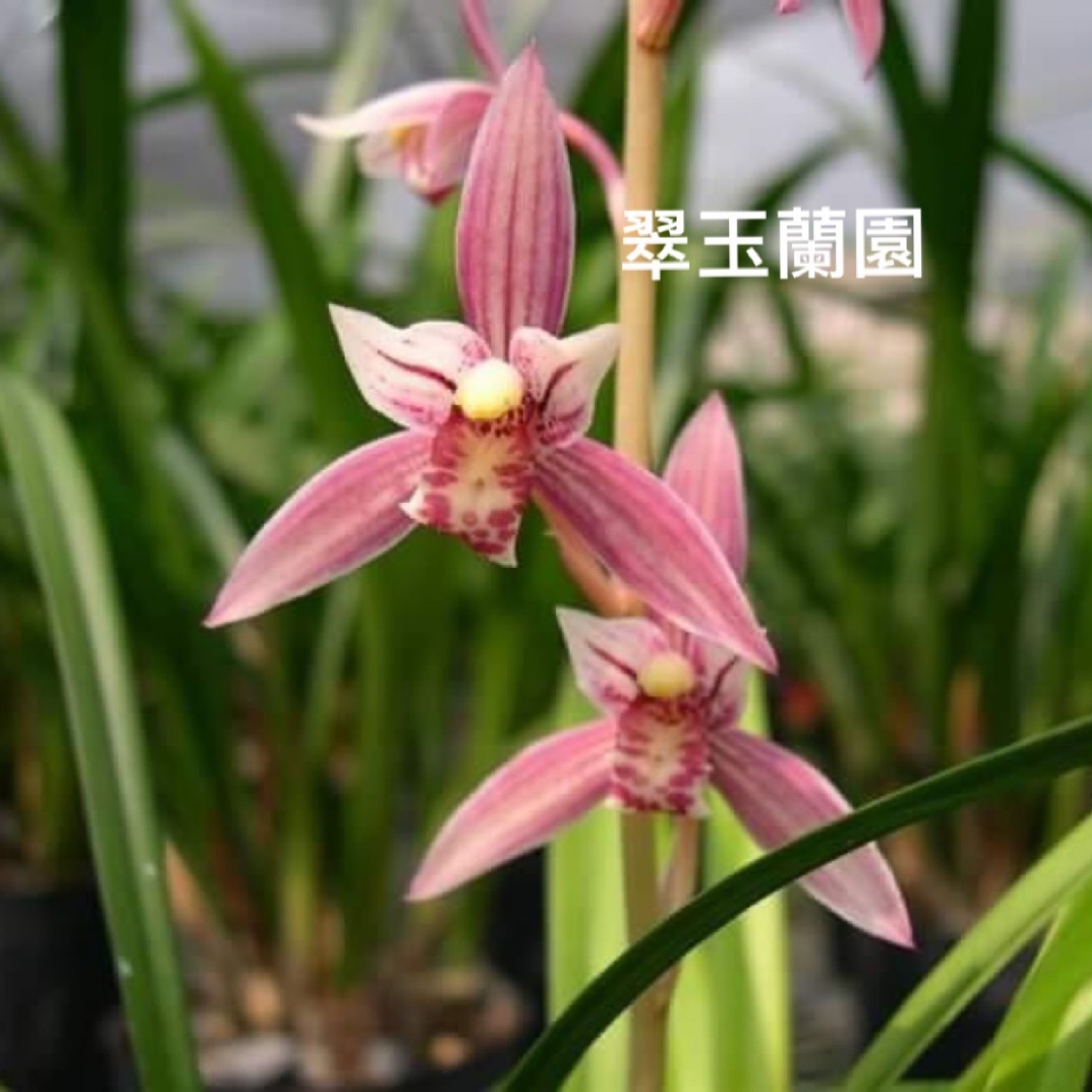 富貴蘭日本風蘭板植日夜都香| 蝦皮購物