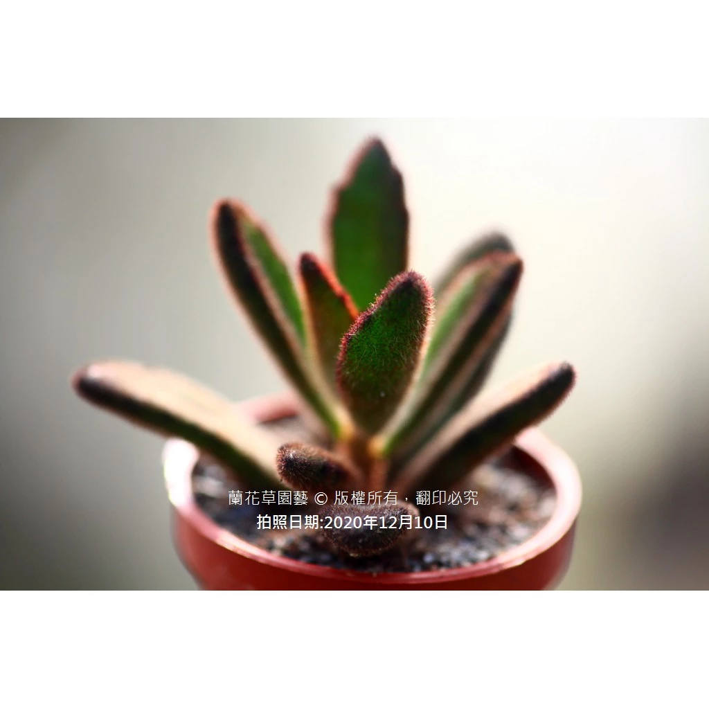 蘭花草園藝 |1吋迷你盆|野兔耳變異(不是肉桂兔)|景天科多肉植物