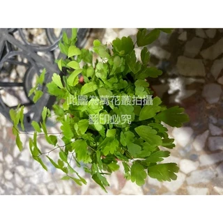 ☆萬花叢★觀葉植物【鐵線蕨】★3吋盆★高約5-10cm☆