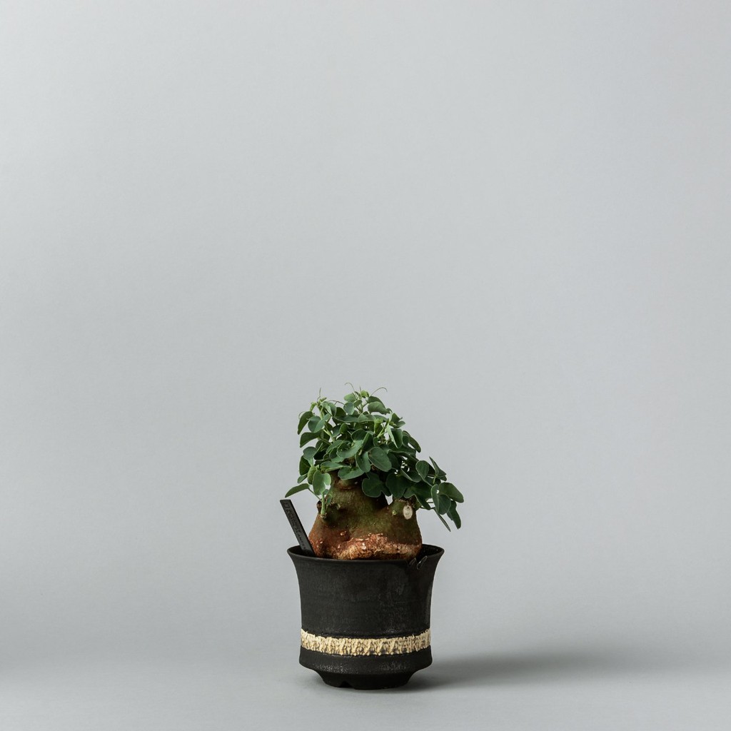 春新作の GOUJIN AK LINE × BOTANIZE pot_B 豪人鉢 | artfive.co.jp