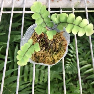 扇葉鐵線蕨1盆200元扇葉鐵線蕨1盆200元