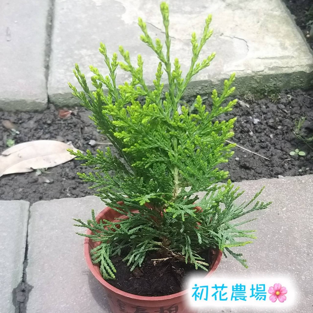 初花農場2店|黃金扁柏|3寸盆|室外植物｜全日照，耐旱易照顧，聖誕樹及圍籬的最佳選擇｜ | 蝦皮購物