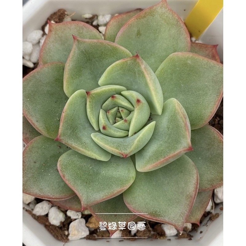 碧綠草園藝/多肉植物/4寸盆/冰粉紅 | 蝦皮購物