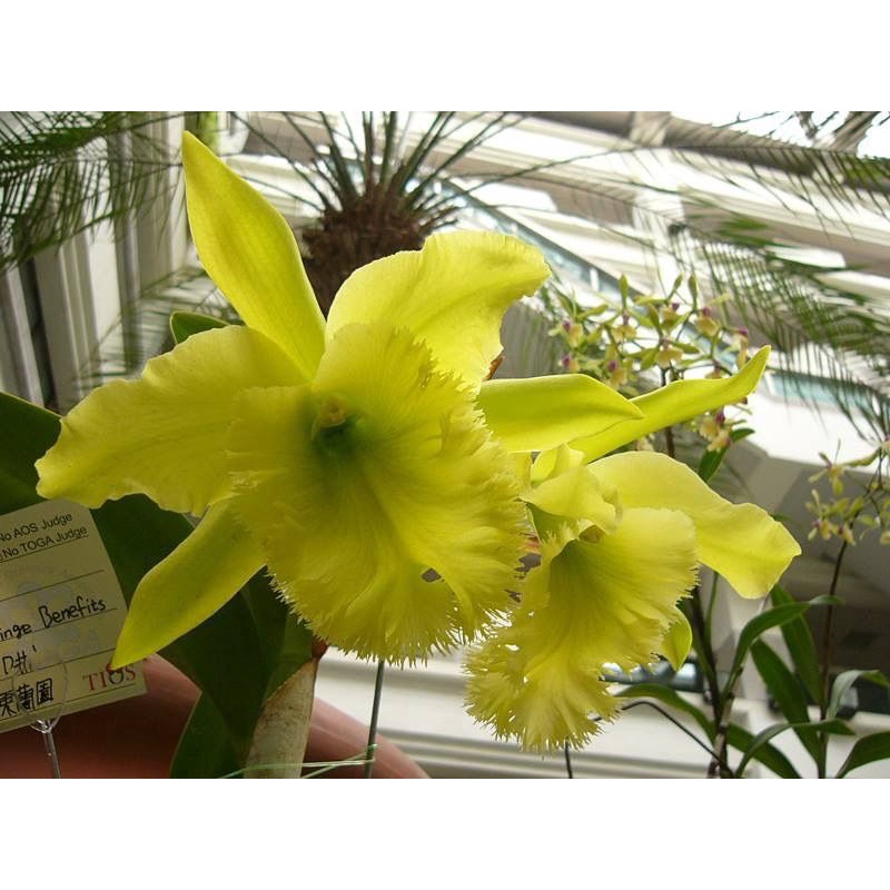 Rlc. Fringe Benefits Green Angle – ZCBCO