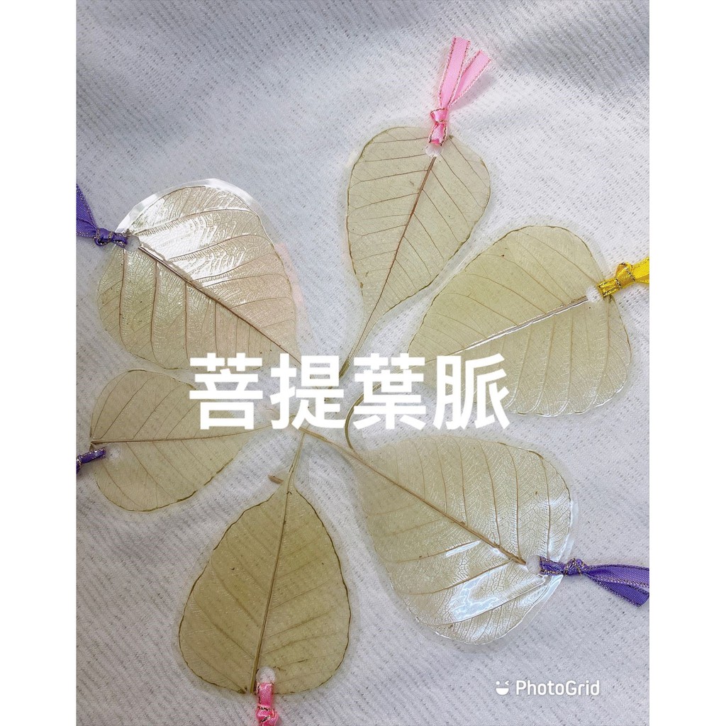 手工創作天然菩提/桂花(木析)/無患子葉脈書籤 樹葉 簡 …