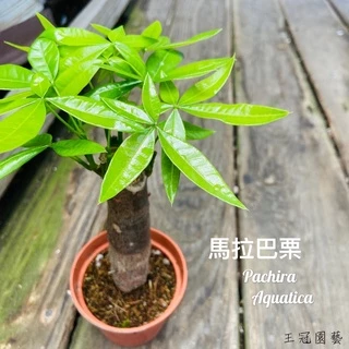 [王冠園藝] 粗狀枝馬拉巴栗、單株、富貴樹,發財樹,木質化,健壯,盆栽造景首選、三寸盆