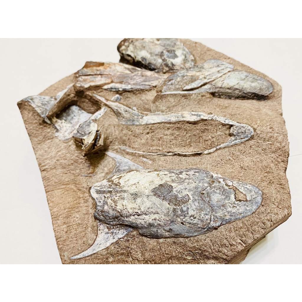 烏克蘭進口化石-博物館級精品甲胄魚7隻群板古生物/魚/無頜魚/甲冑魚/鰭