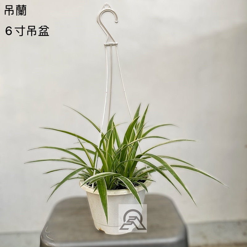 折り鶴盆栽(藤、３、藤棚) - 植物/観葉植物