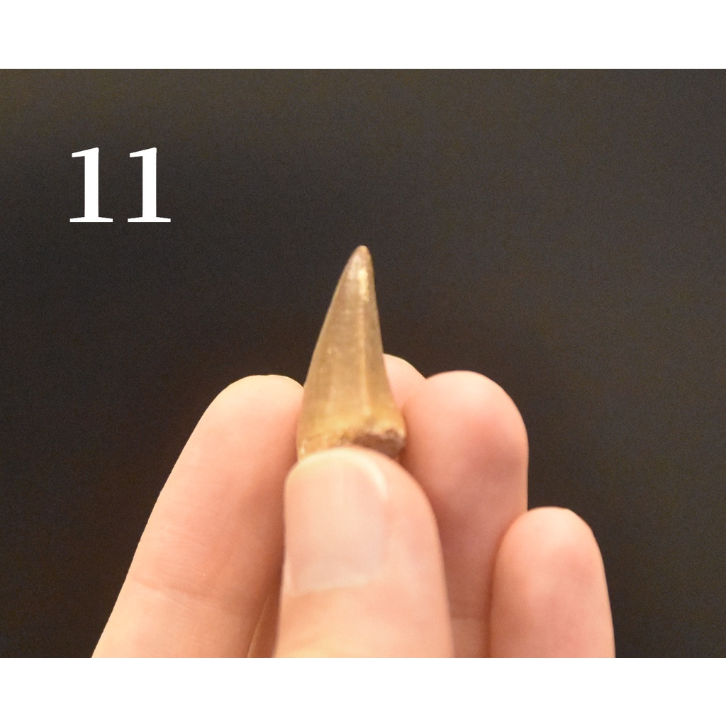 【滄龍】真品 Mosasaur 滄龍牙4 牙齒化石 白堊紀 爬蟲類 自然科學 恐龍 | 蝦皮購物