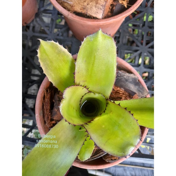 Billbergia sanderiana