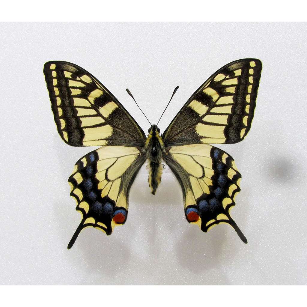 蟲新發現╭○-○╮蝴蝶標本A1~ 黃鳳蝶 展翅7CM 產地：中國