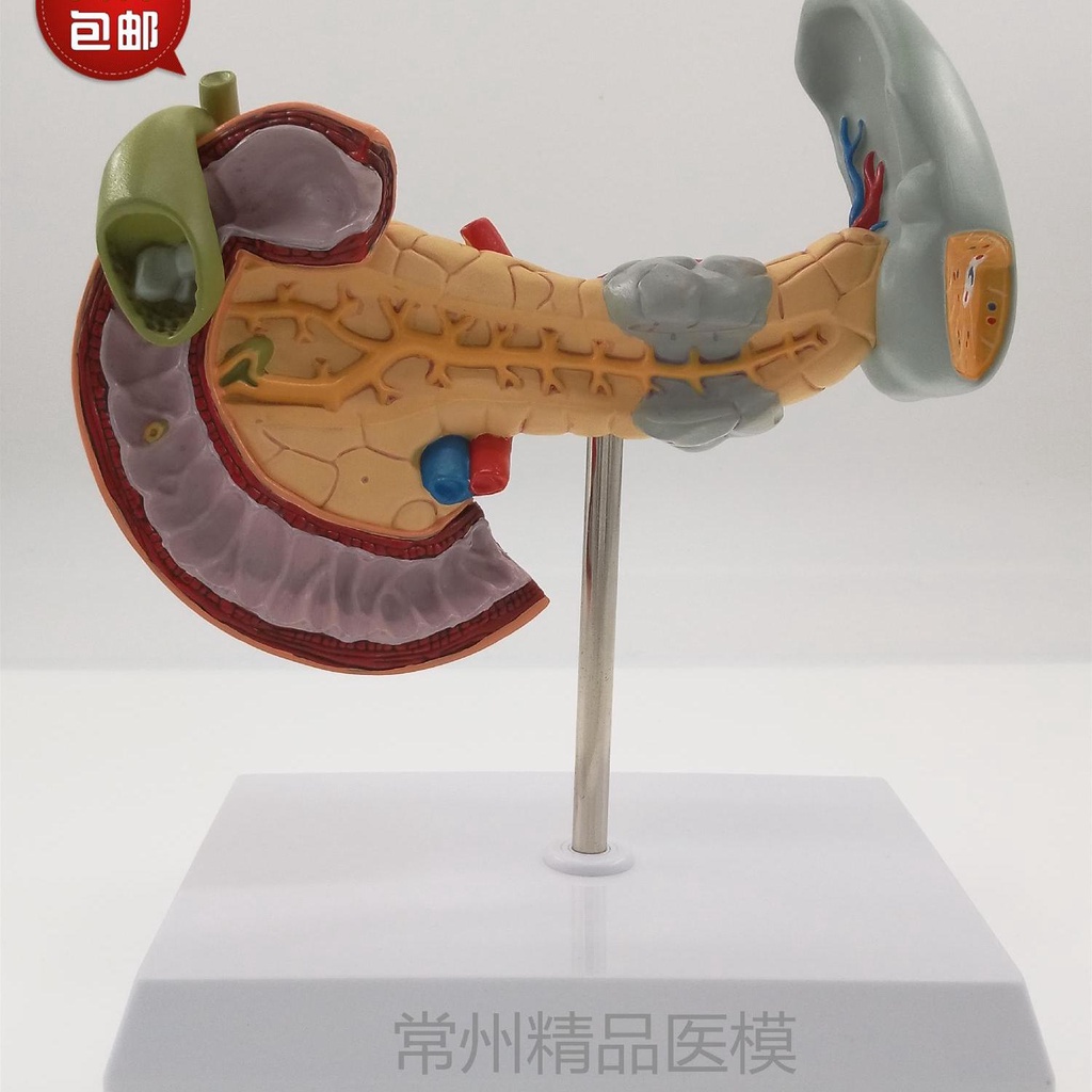 ♥ 教學仿真病變胰脾肝膽十二指腸模型病理胰腺標本人體器官解剖醫學 | 蝦皮購物