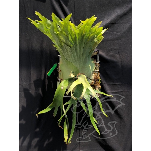 P.Willinckii Dwarf Tatsuta OC 2566 pup