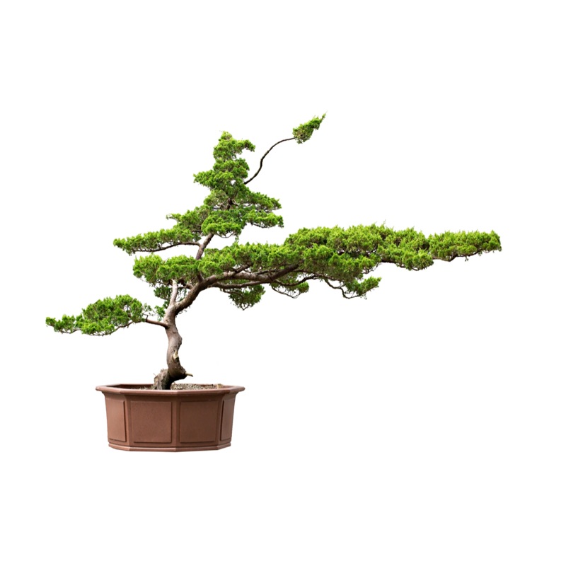 大型真柏飄飄品盆栽松柏大品| 蝦皮購物