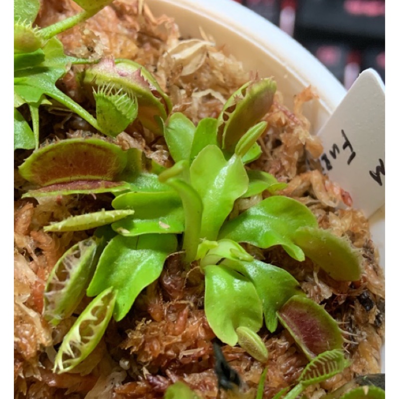 *DG* 模糊齒捕蠅草 Dionaea Muscipula Fuzzy Tooth 食蟲植物 捕蠅草 蝕 | 蝦皮購物