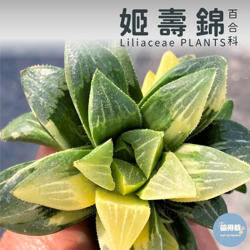 🌵 植得栽 【姬壽錦/姬壽群】百合科/玉露/阿福花科/十二卷/多肉植物/玉露錦/百合/植栽/多肉/十二之卷/園藝/壽錦 | 蝦皮購物