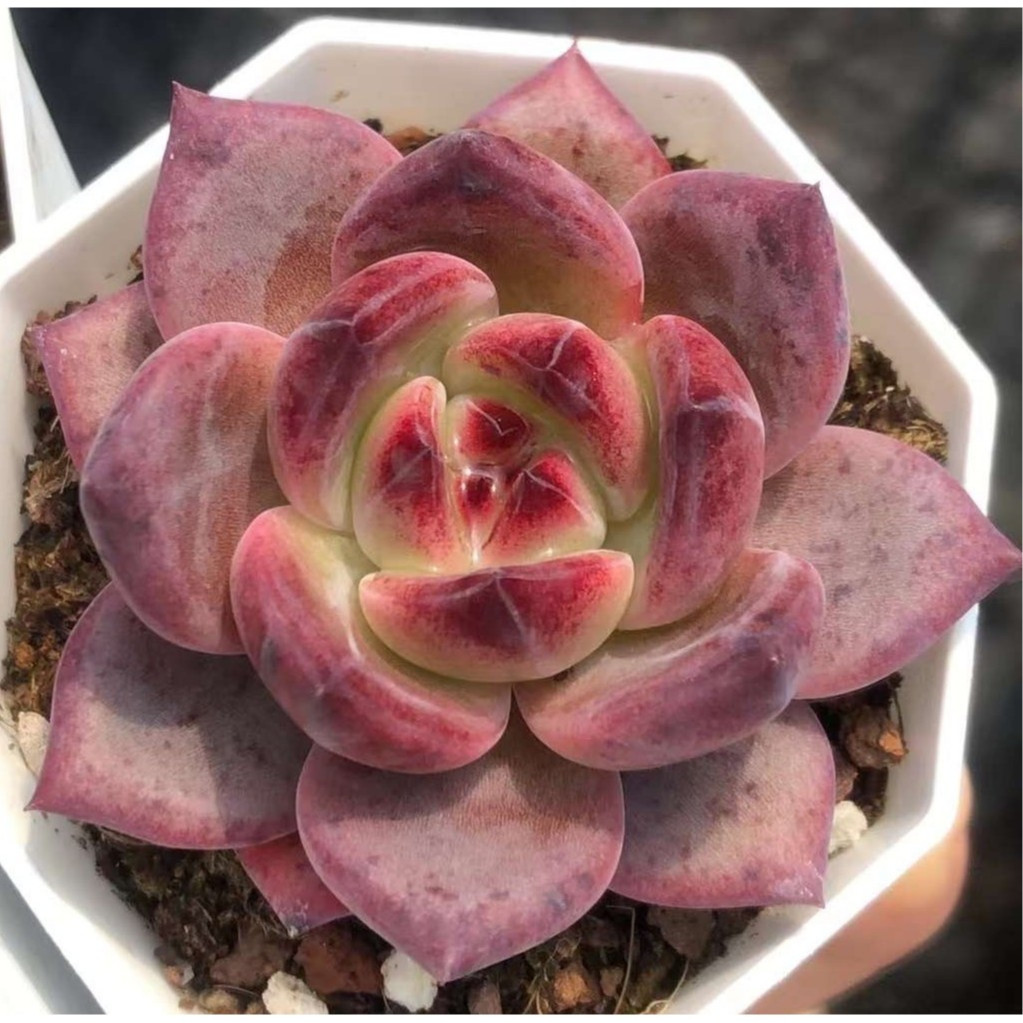 🌵✧植得栽✦【夜魔俠】景天科/韓國多肉/多肉植物/多肉/韓國進口多肉