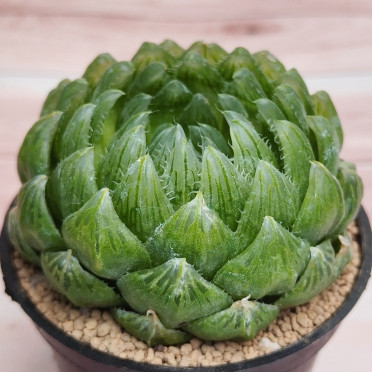 🌵✧植得栽✦【櫻水晶玉露】百合科/玉露/阿福花科/十二卷/多肉植物