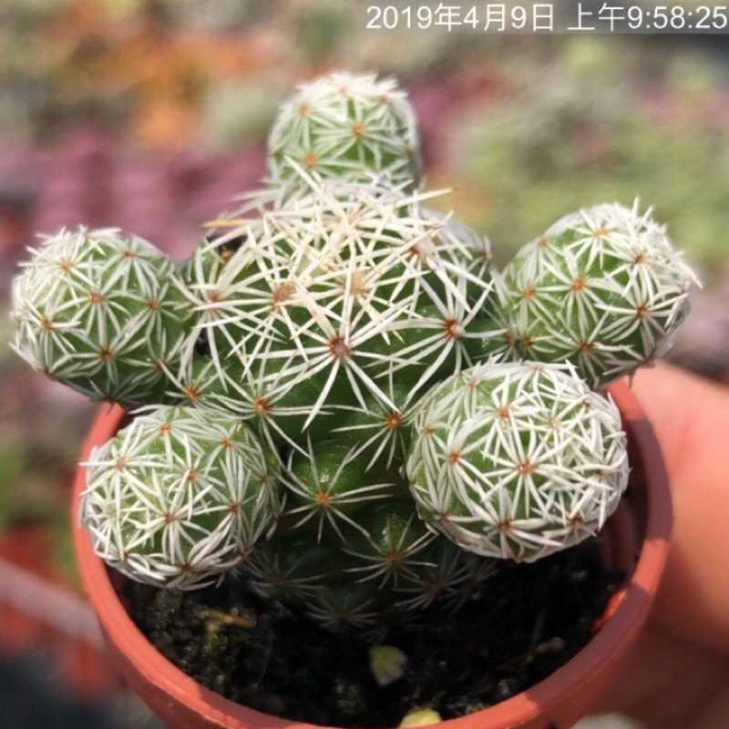 1吋迷你盆/銀手毬|仙人掌科多肉植物/蘭花草園藝